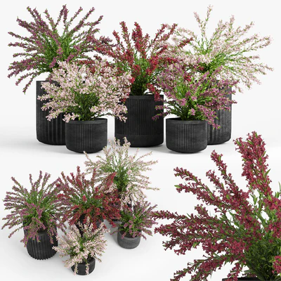 Cozzo planter weigela — View 1
