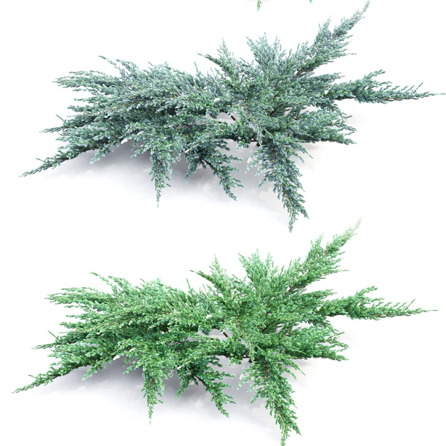 Juniperus squamata # 2 — Descargar
