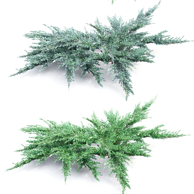 Juniperus squamata # 2 — Ver 2