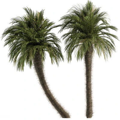 Big palm Date Tree Fluff Bark - Tree Set 87 — Вид 1