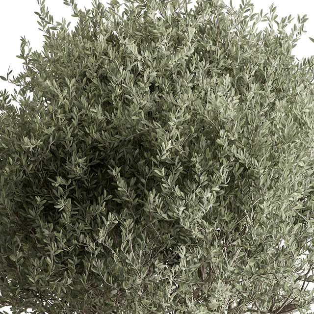 Indoor Plant 652 -Tree in Pot — Descargar