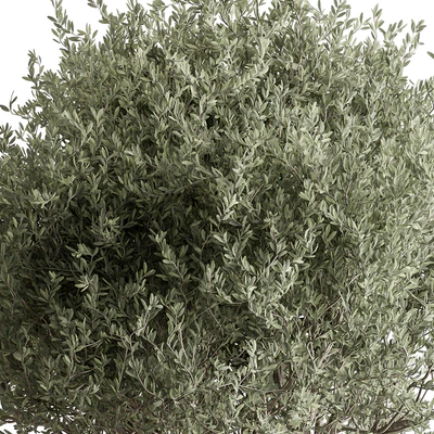 Indoor Plant 652 -Tree in Pot — Ver 3