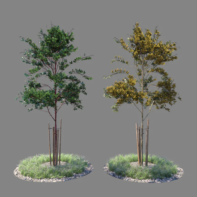Young tree 04 — Descargar