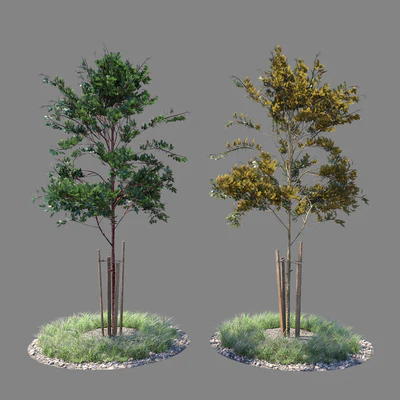 Young tree 04 — Ver 1