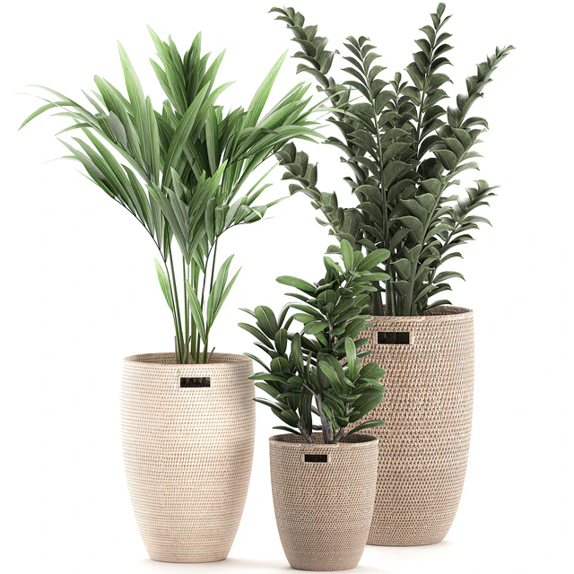 Collection of plants in decorative baskets pots with Zamiokulkas, Money tree, palm tree, hovea. Set 568. — Download