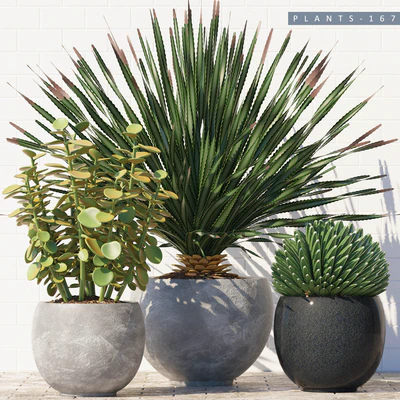 PLANTS 167 — Ver 1