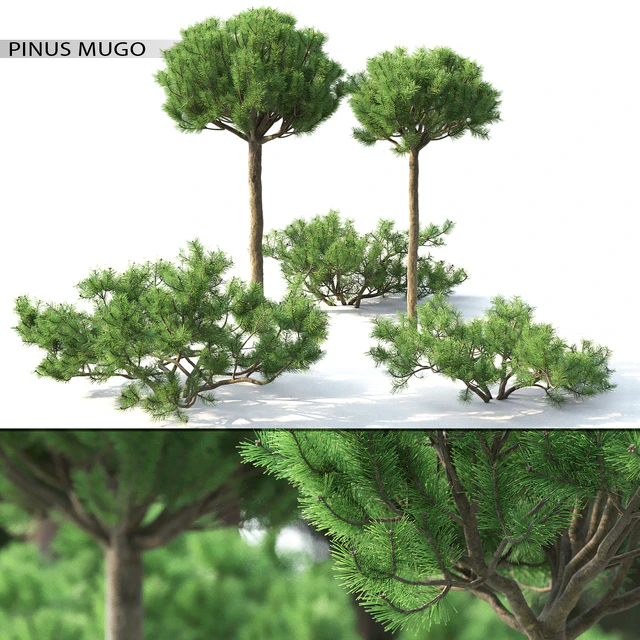 Pinus Mugo 3 — Скачать