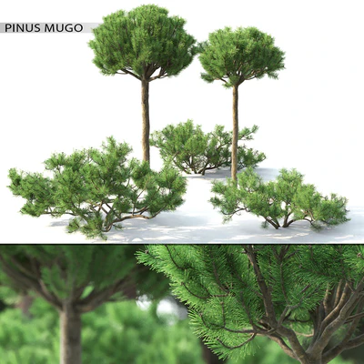 Pinus Mugo 3 — Вид 1