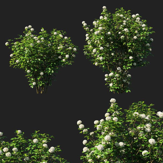 Viburnum dentatum blue muffin arrowwood — Descargar