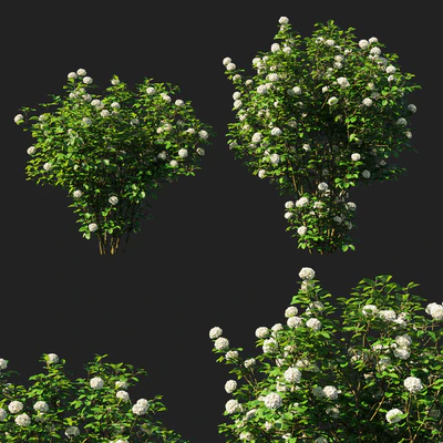Viburnum dentatum blue muffin arrowwood — Descargar