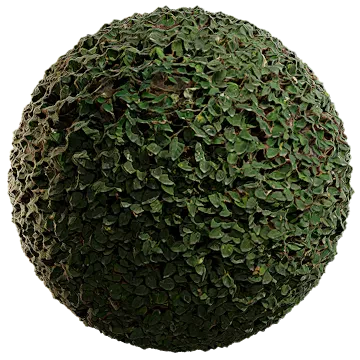 creeping fig 008 — Скачать