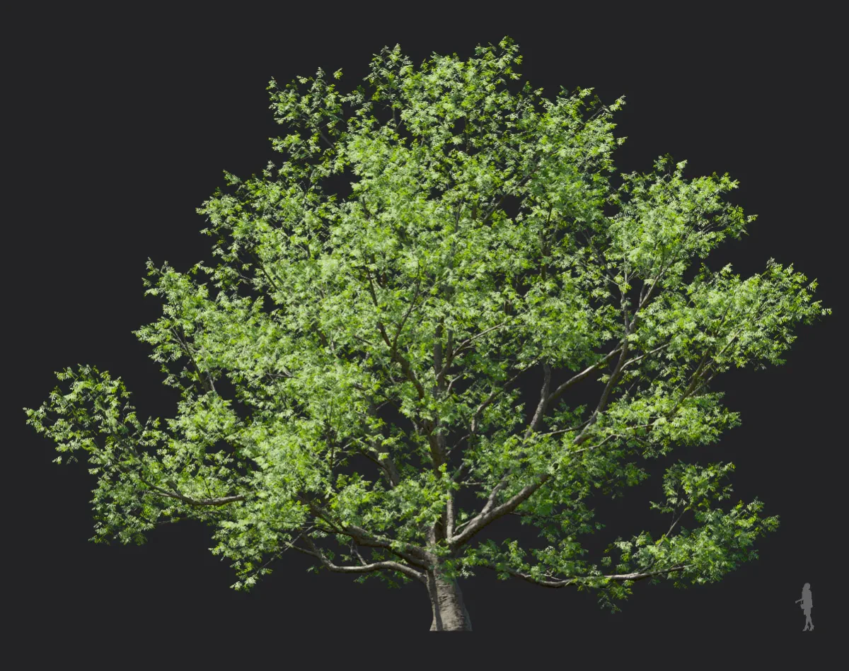 phellodendron amurense 005 — Descargar