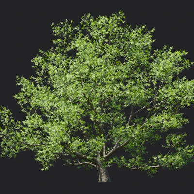 phellodendron amurense 005 — download