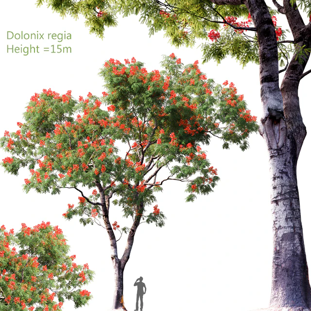 Dolonix regia | Height = 15m # 4 — Скачать