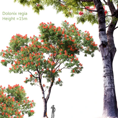 Dolonix regia | Height = 15m # 4 — Скачать