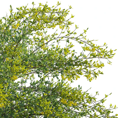 Berberis vulgaris - European barberry - Common barberry 03 — Ver 4
