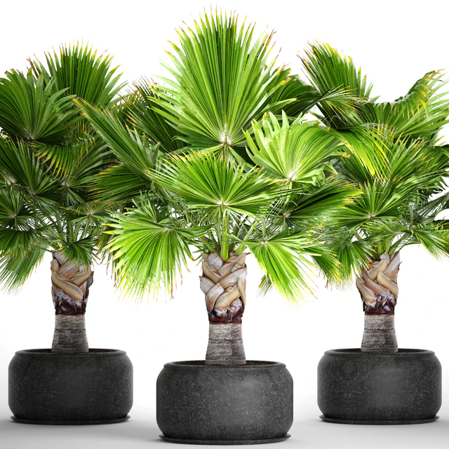 Brahea edulis. Брахея, веерная пальма, декоративная, уличная, комнатная, черный горшок, вазон — Скачать