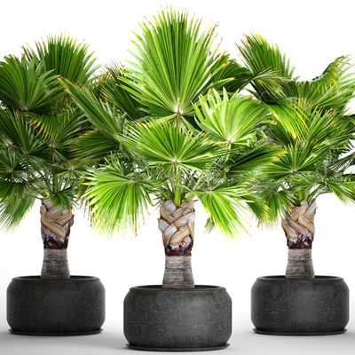 Brahea edulis. Брахея, веерная пальма, декоративная, уличная, комнатная, черный горшок, вазон — Вид 1