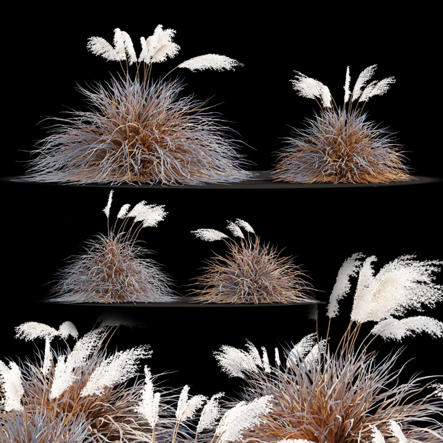 Dry miscanthus sinensis — Descargar