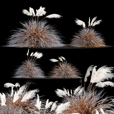 Dry miscanthus sinensis — Ver 2