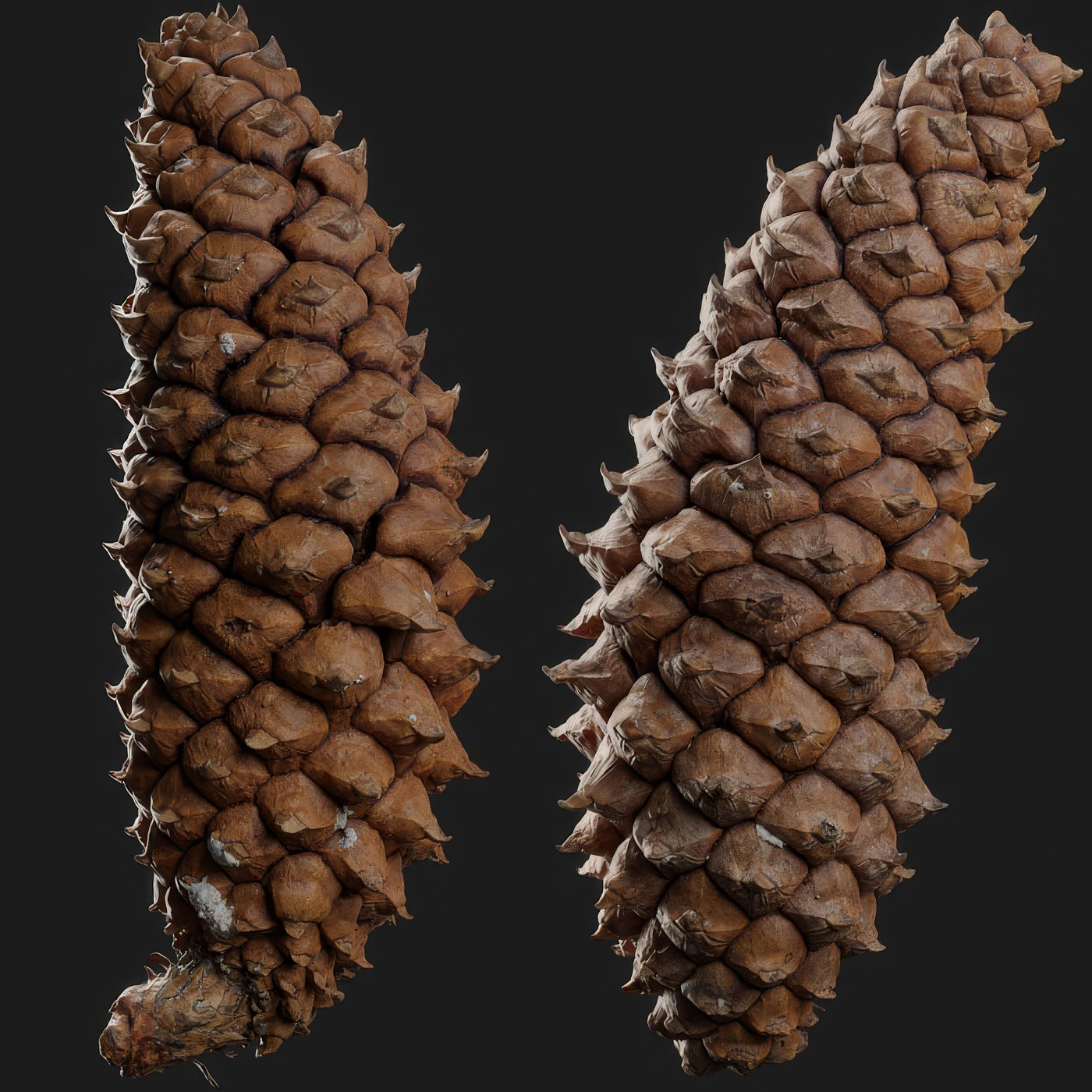 pine cone 001 — Скачать