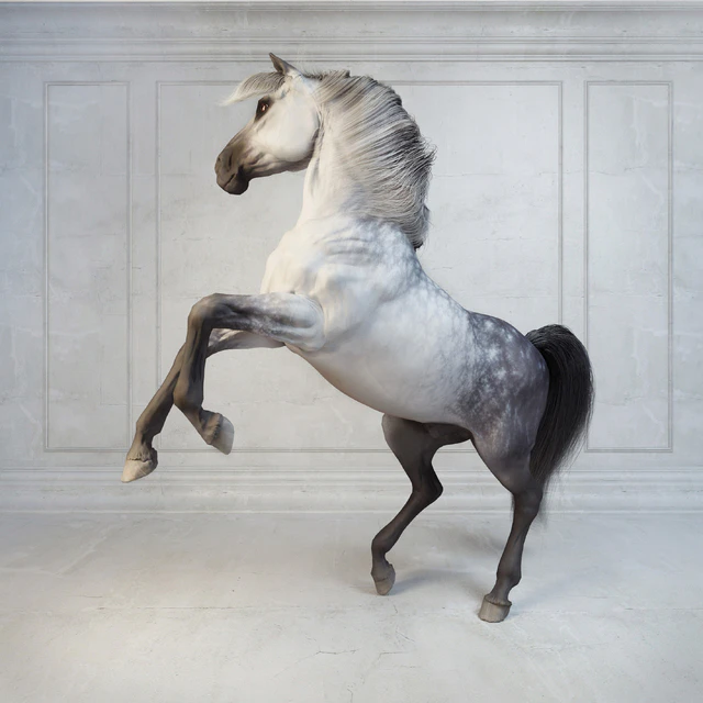 Andalusian Stallion. Испанский конь. — Скачать