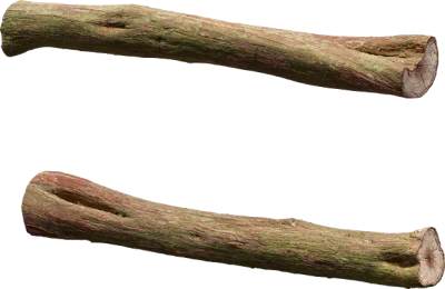 juniper branch 001 — Скачать