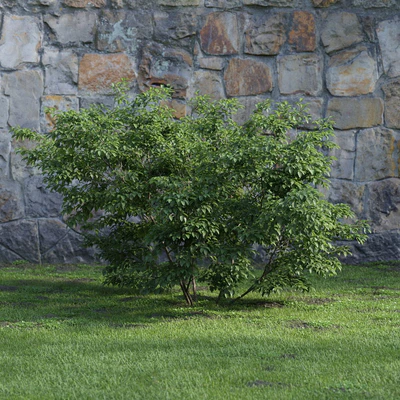 plants and bushes 008 — Descargar