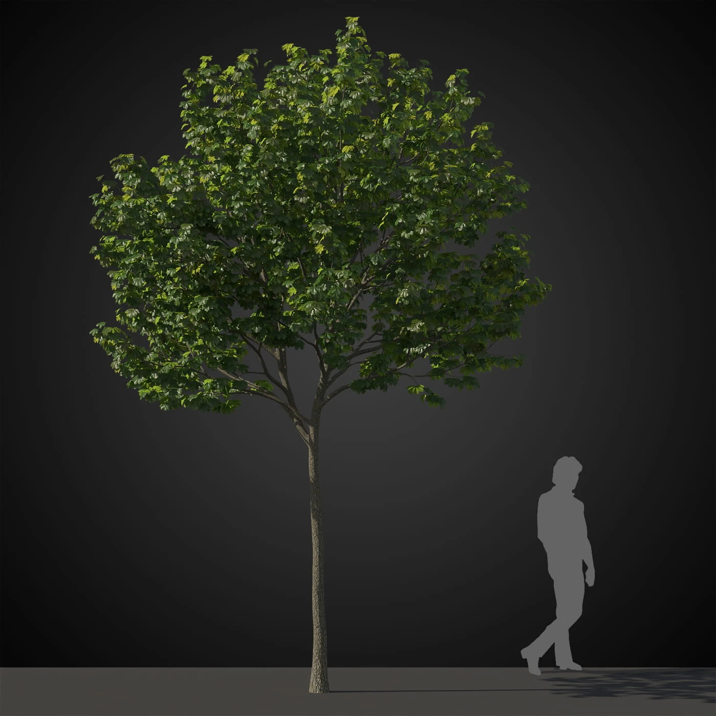 trees 039 — Descargar