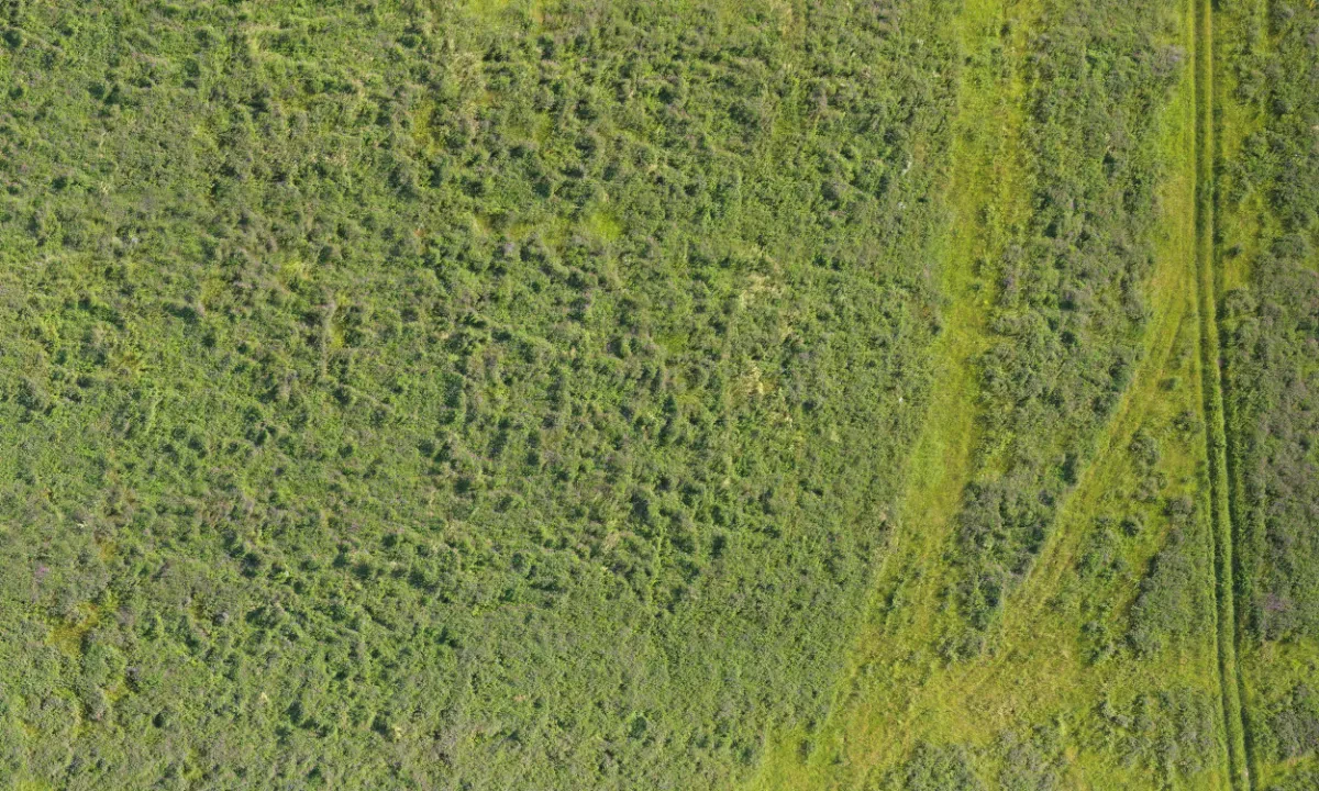 field summer 016 — Descargar