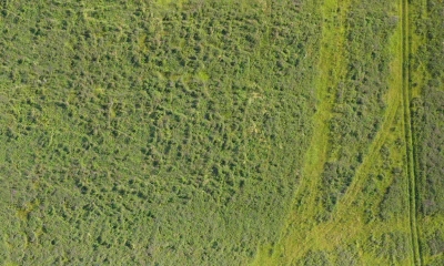 field summer 016 — Descargar