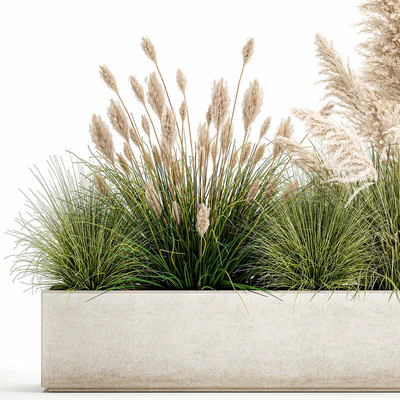 Collection of plants in a pot Pampas grass, reeds, bushes, landscape design, white, flowerbed. Set 1077 — Ver 5