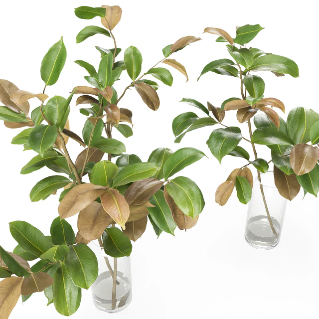 Magnolia Branch set 01 — Скачать