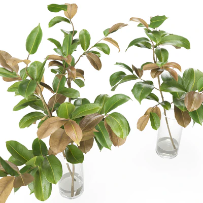Magnolia Branch set 01 — Вид 6