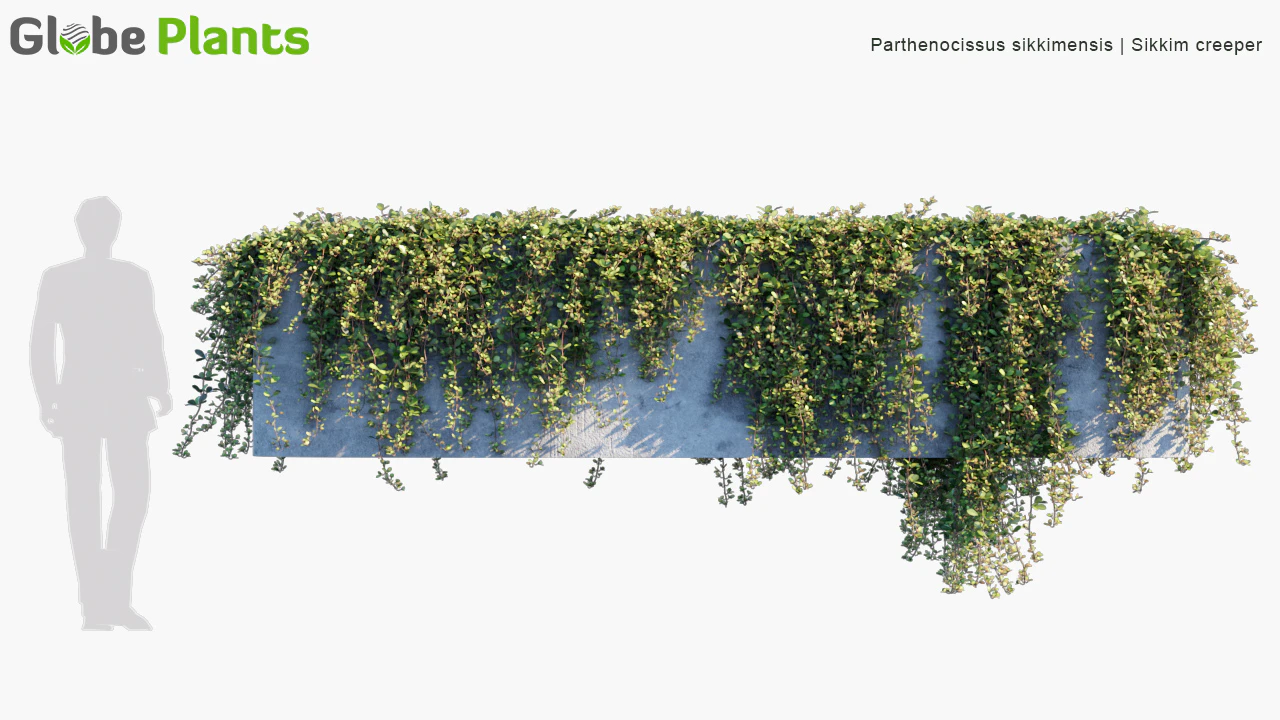 parthenocissus sikkimensis — Download