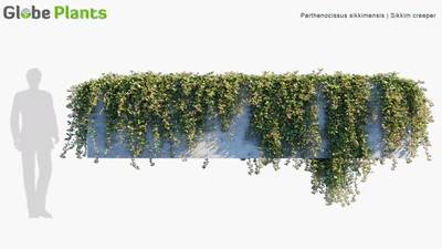 parthenocissus sikkimensis — download