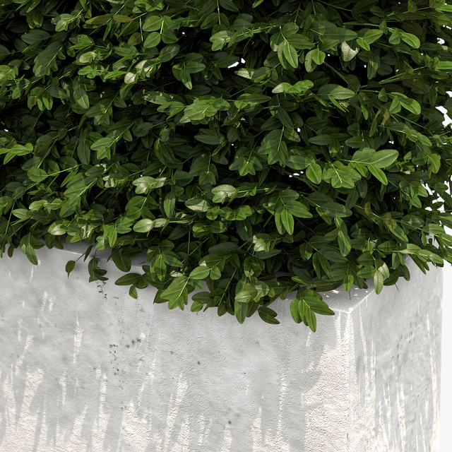 Hedge white plantere — Descargar