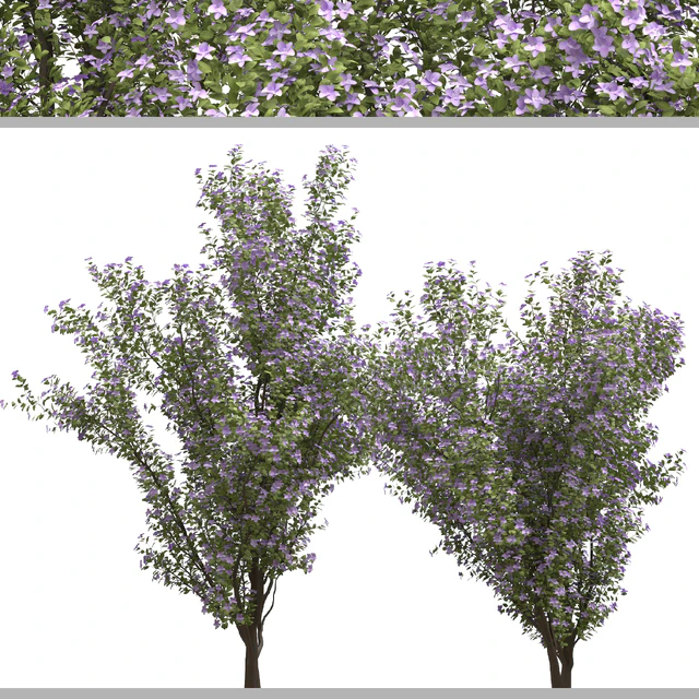 Set of Tibouchina Semidecandra Plant ( Princess flower ) ( 3 Plants ) — Descargar