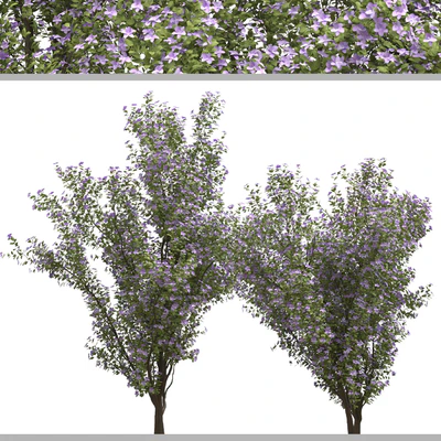 Set of Tibouchina Semidecandra Plant ( Princess flower ) ( 3 Plants ) — Ver 5