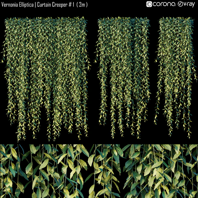 Vernonia Elliptica | Curtain Creeper # 1 (2m) — Descargar
