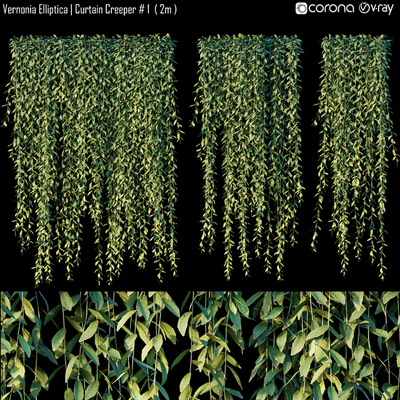 Vernonia Elliptica | Curtain Creeper # 1 (2m) — descargar