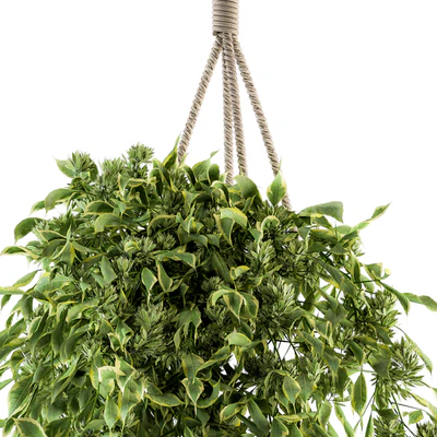 Hanging box plant - Set 154 — Ver 3