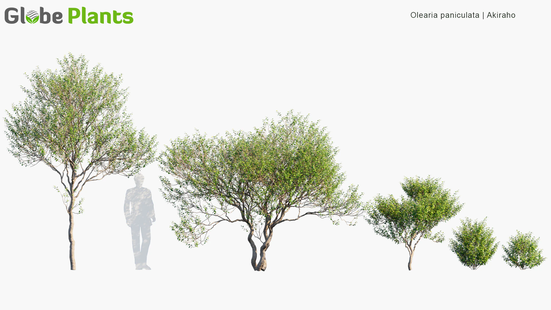 olearia paniculata — Скачать