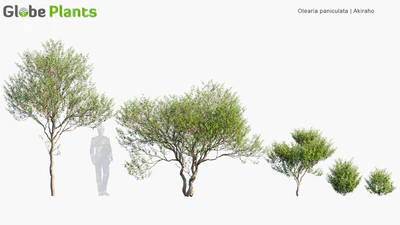 olearia paniculata — скачать