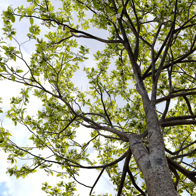 Callery pear (pyrus calleryana) — Вид 4
