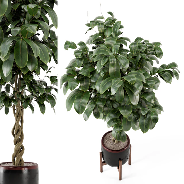Indoor Plants in Combination of wood & concrete Pot - Set 301 — Descargar