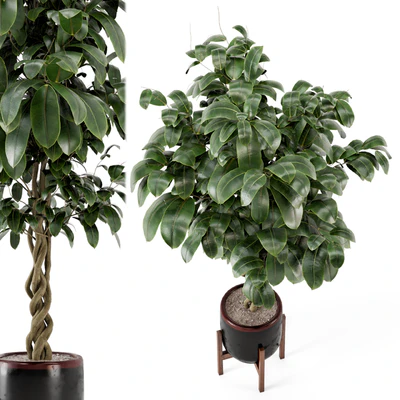 Indoor Plants in Combination of wood & concrete Pot - Set 301 — Ver 5