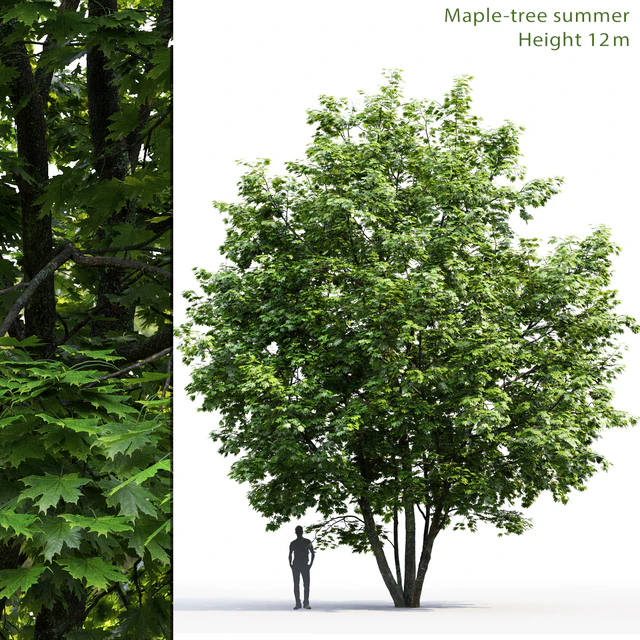Maple — Descargar