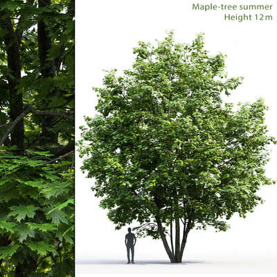 Maple — Ver 1