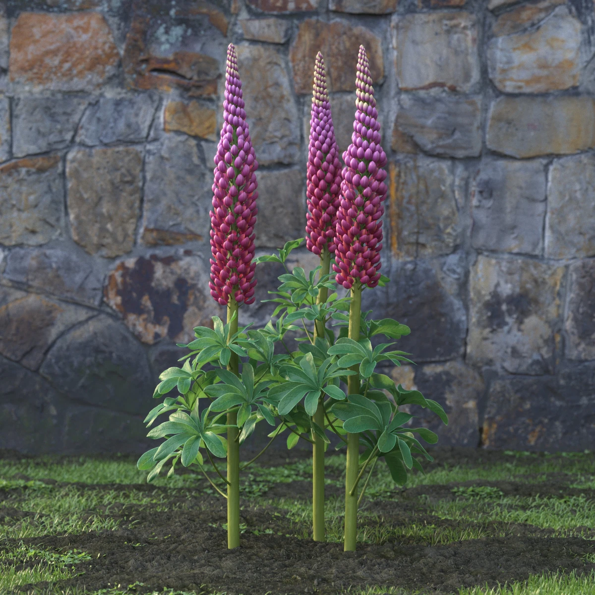 garden flowers 047 — Descargar
